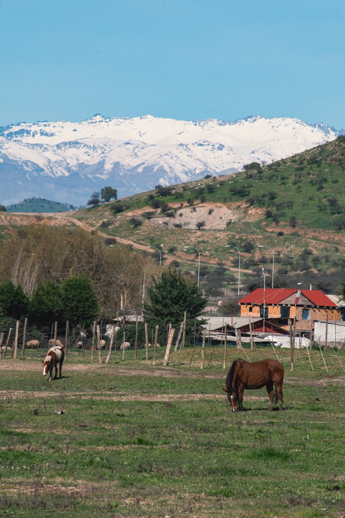 Serene rural scene with grazing horses and snow-capped mountains in the background.