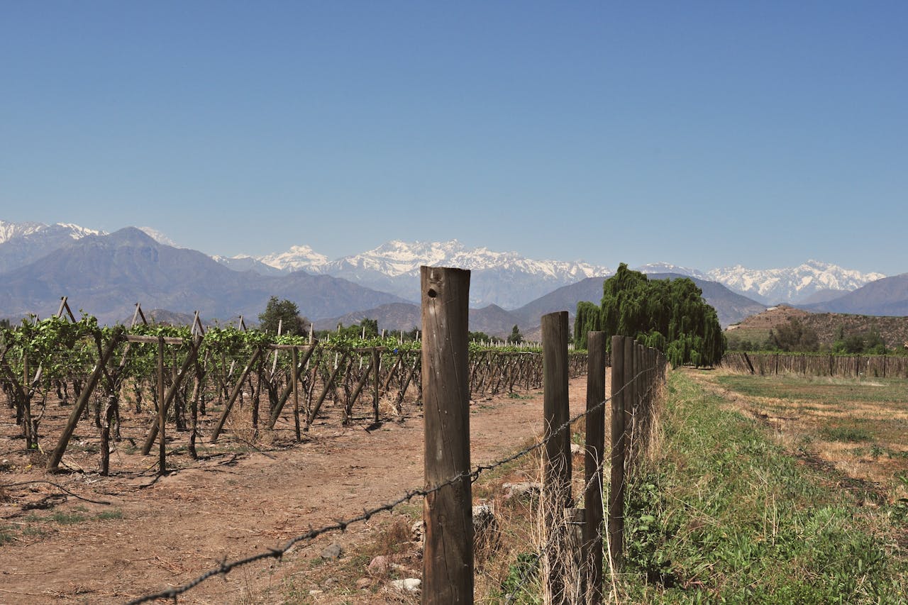 Home Vineyard landscape in Santiago, Chile with Andes Mountains backdrop under a clear blue sky.