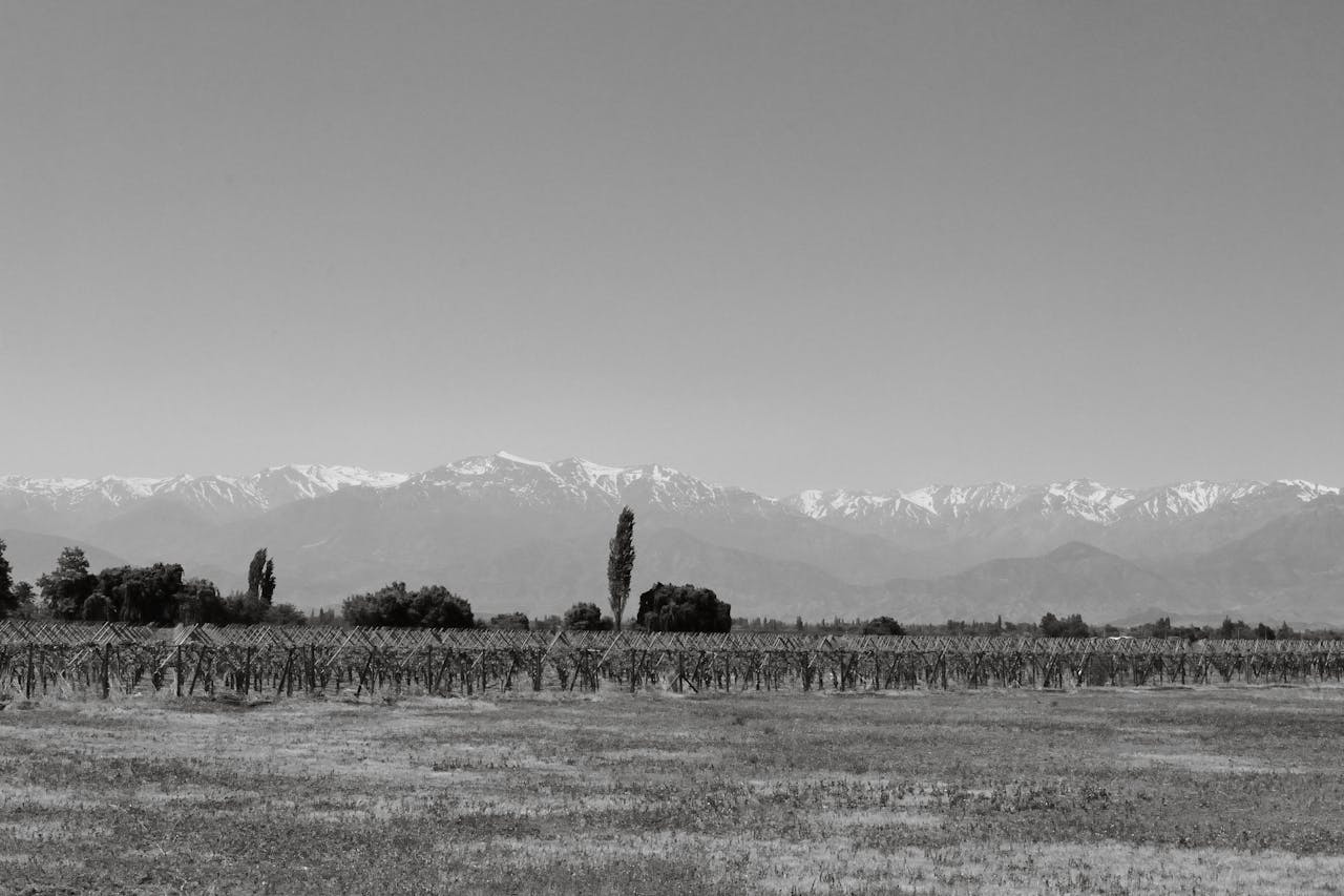 Vineyard landscape in Chile's Santiago Metropolitan Region with the Andes mountains in view.