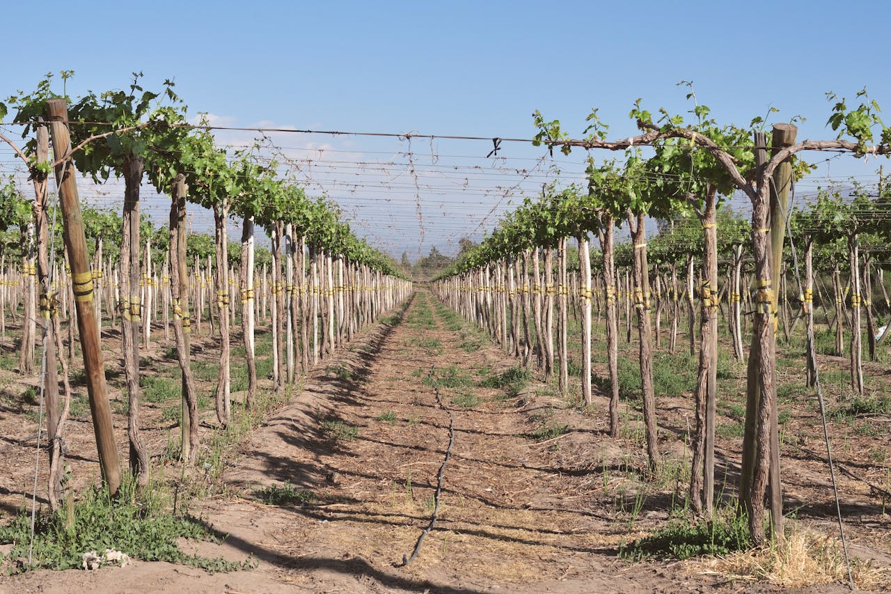 Captivating view of vineyard rows under bright sunshine in Santiago Metropolitan Region, Chile.