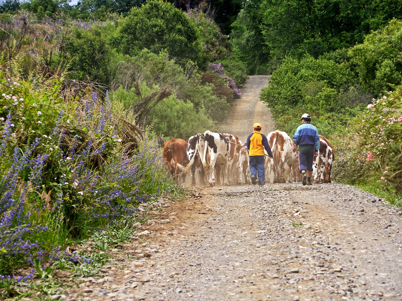 Home A farmer and child herding cows along a gravel road in rural Curacautín, Chile.